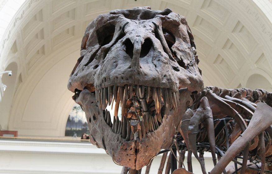 Были ли тираннозавры умны?
