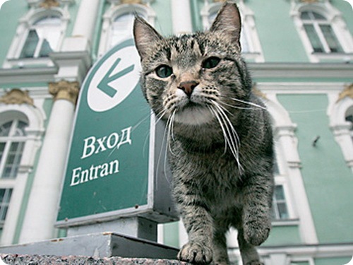 В Петербурге Музей кошки принял решение установить точную родословную кота Петра I