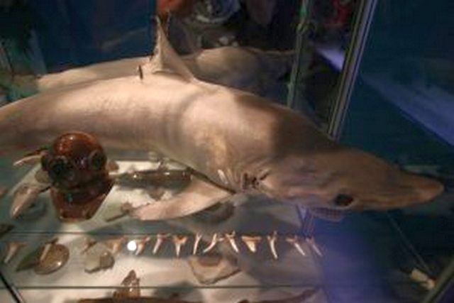 В Московском зоопарке выставка акул будет сопровождаться запахами и звуками моря