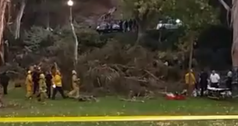В США рухнувшее дерево убило гостя в процессе свадьбы