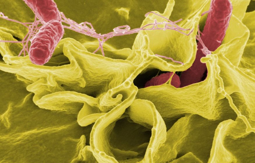«Бактериальный вампиризм»: Смертельные бактерии жаждут человеческой крови