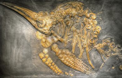 Отец и дочь обнаружили челюстную кость ихтиозавра на английском пляже