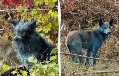 Загадочные синие бездомные собаки в Чернобыле: Откуда взялся необычный окрас?