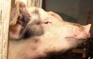 Свиньи захватили Ревду: фермер «Ташкент» судится за право терроризировать соседей