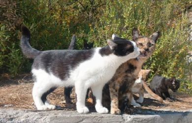 Русофобия дорого обошлась украинке. Американский суд защитил русскую женщину