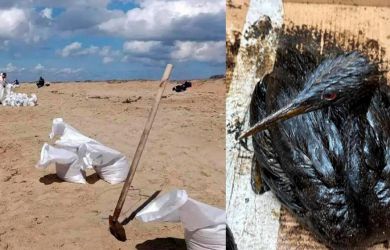 Мазут снова на пляжах Анапы? 800 птиц в мазуте, 350 тонн нефти в море