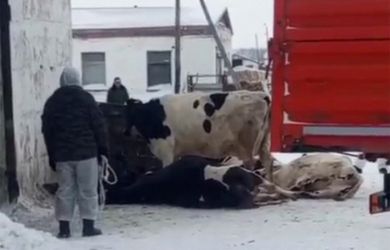 Кто виновен в забое скота в Сибири? СВО затянется надолго. Экс-зампред ЦБ «наворовал и спокойно уехал»: главное к 21:00